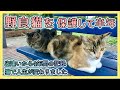 【野良猫トラとシロを保護して半年】猫のお陰で人生が変わりました。元野良猫シロ・トラとの出逢いから保護〜現在まで約4年間の記録。