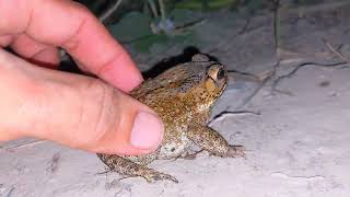 Catch frogs for funny|catching toads|catching funny|funny froggy
