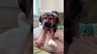 Who’s ready to be spammed with Scooby content? 🥹🫶 Scooby is an 11-week old mix of cute dog and