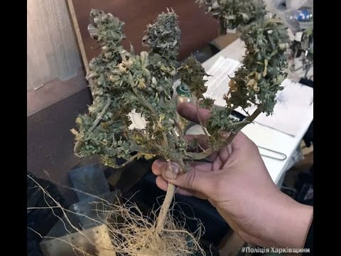 Харьковчанин варил дома "психотропы" и выращивал галлюциногенные грибы