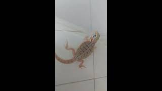 Silkback “Silkie” Bearded Dragon – Shedding Help & Tips