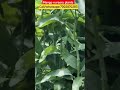 mango nursery plants healthy.     and affordable price available near you#mangovarieties #forsale