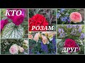 СПУТНИКИ ДЛЯ РОЗ В МОЁМ САДУ.🌹🌵 Вылазка в сад!