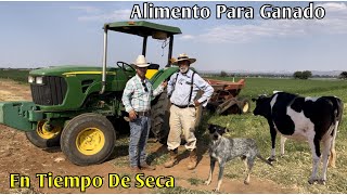 Ya Que No Llueve Es El Único Cultivo Que Alimenta Al Ganado Todo El Año.