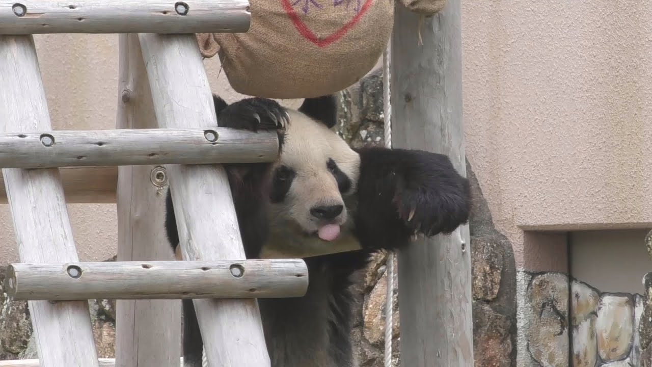 【頑張るレジェンド👑】おやつを取りたい永明さん🍎【おとうさんパンダ】Giant Panda -Eimei-☆Find a piece of apple🍎