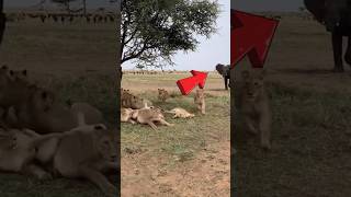 Gajah mengamuk Saat Anaknya di mangsa Singa #shorts