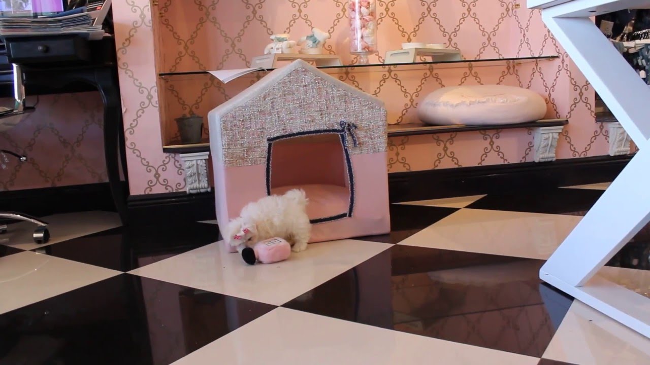 Maltese teacup dogs sale teacup puppies store www