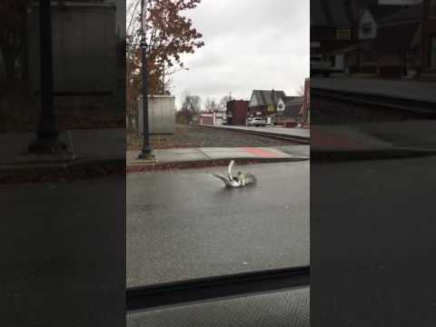Hawk Attacks Seagull