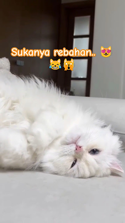 This is a fat kid #cat #cutecat #cats #funnycats #comedyshorts #shorts