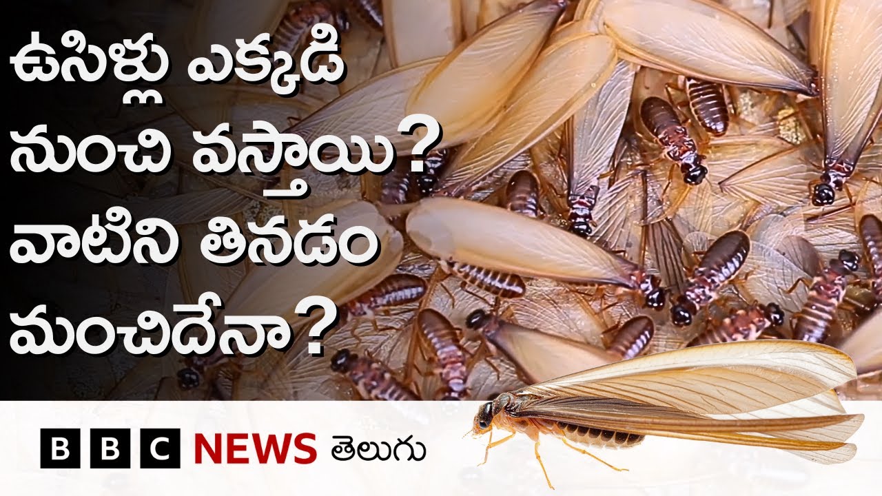 Flying Termites: కొందరు ఇష్టంగా తినే ఉసిళ్ల జీవిత కాలం ఒక్క రోజేనా? ఇవి వానా కాలంలోనే ఎందుకొస్తాయి?