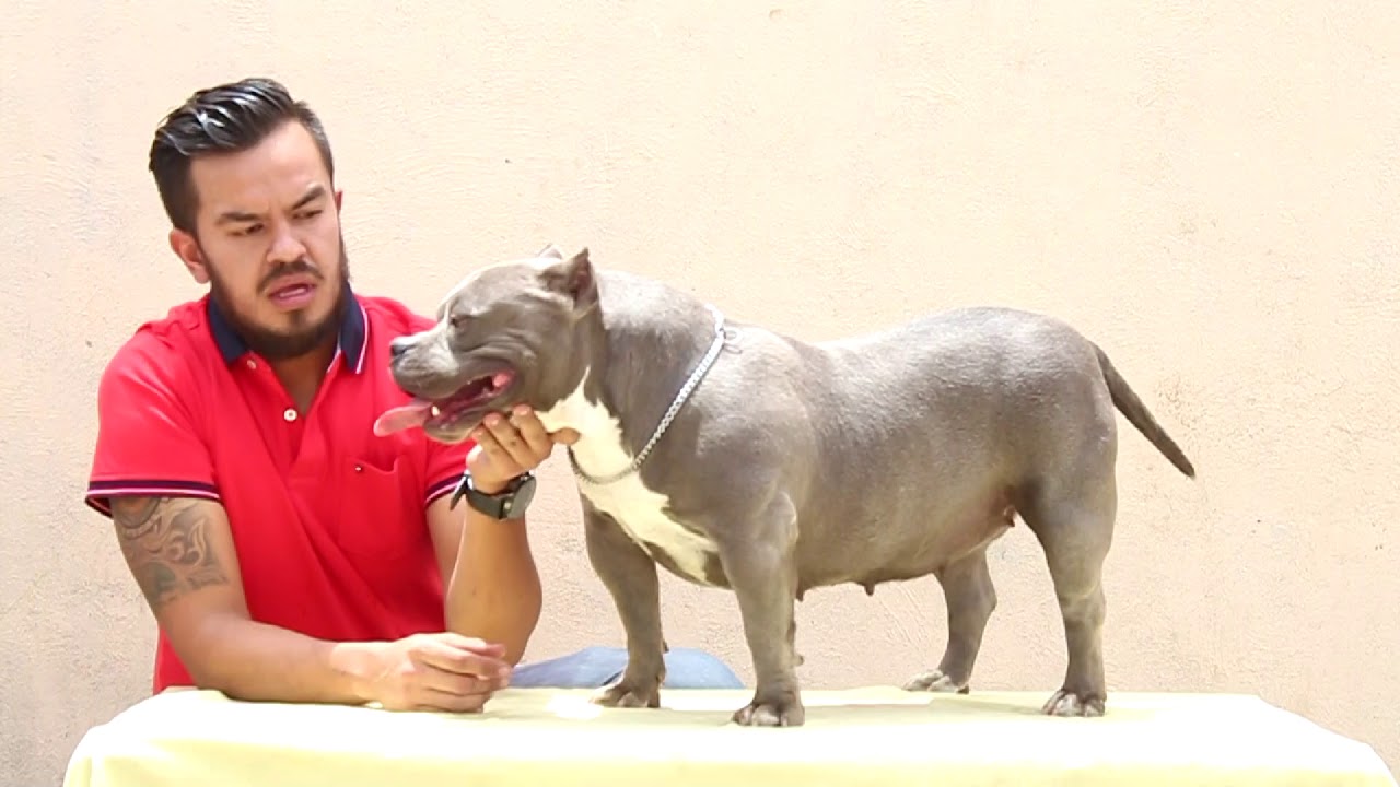 Cachorros Exotic Micro American Bully Mande Padilla Youtube