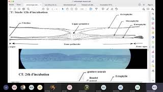 Cours embryologie des oiseaux (gastrulation) MO