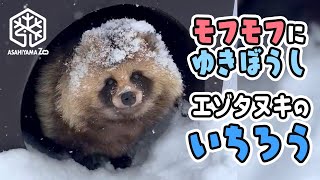 【旭山動物園】モフモフに雪帽子❄まんまる冬毛エゾタヌキのいちろう[Asahiyama Zoo] Japanese raccoon dog(Ezo Tanuki), Ichiro.