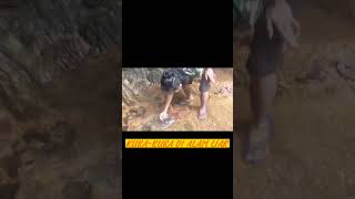 BERBURU IKAN MASHER MALAH KETEMU KURA KURA DI ALAM LIAR #shorts #viral #youtubeshorts