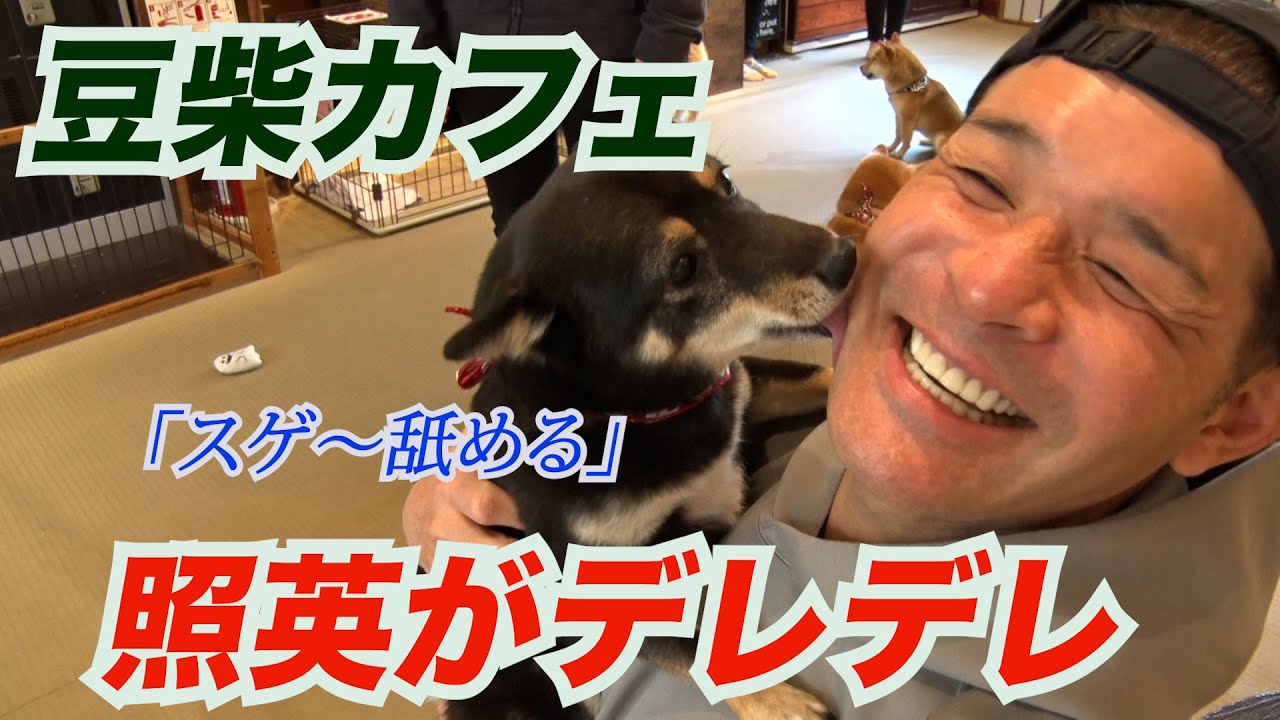 照英が人気の豆柴カフェに行ったら猛烈アピールでメロメロデレデレ！