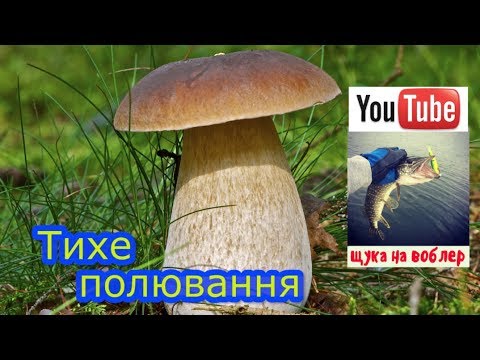 Видео: Сейба (дърво): снимка, описание, къде расте