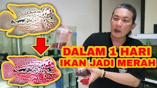 TAHAP CARA MEMBUAT IKAN LOUHAN MENJADI MERAH dengan BAIK DAN BENAR BY J3 FLOWERHORN