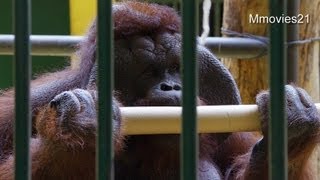 紙筒で遊ぶボルネオオランウータン弟路郎~Bornean Orang-utan