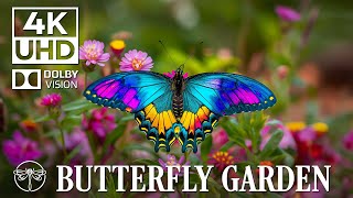 Wonderful Colors of BUTTERFLY🌿🦋 4K Nature Relaxation Film & Relaxing Music • 4K Video UHD #2