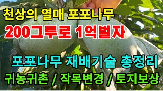 포포나무 200그루로 1억 벌기, 재배방법 알아보기(010-8310-4669)