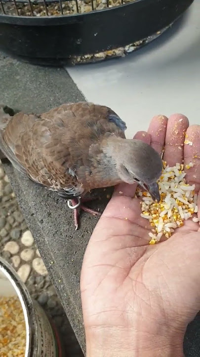 anak burung tekukur/ derkuku #shorts #burung #birds #tekukur #derkukugacor @PutoeSoemi