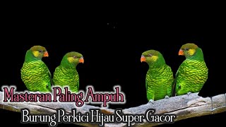 Masteran Paling Ampuh Burung Nuri Perkici Hijau Nuri Pantai Super Gacor#Manukhibeurchannel#Nuri