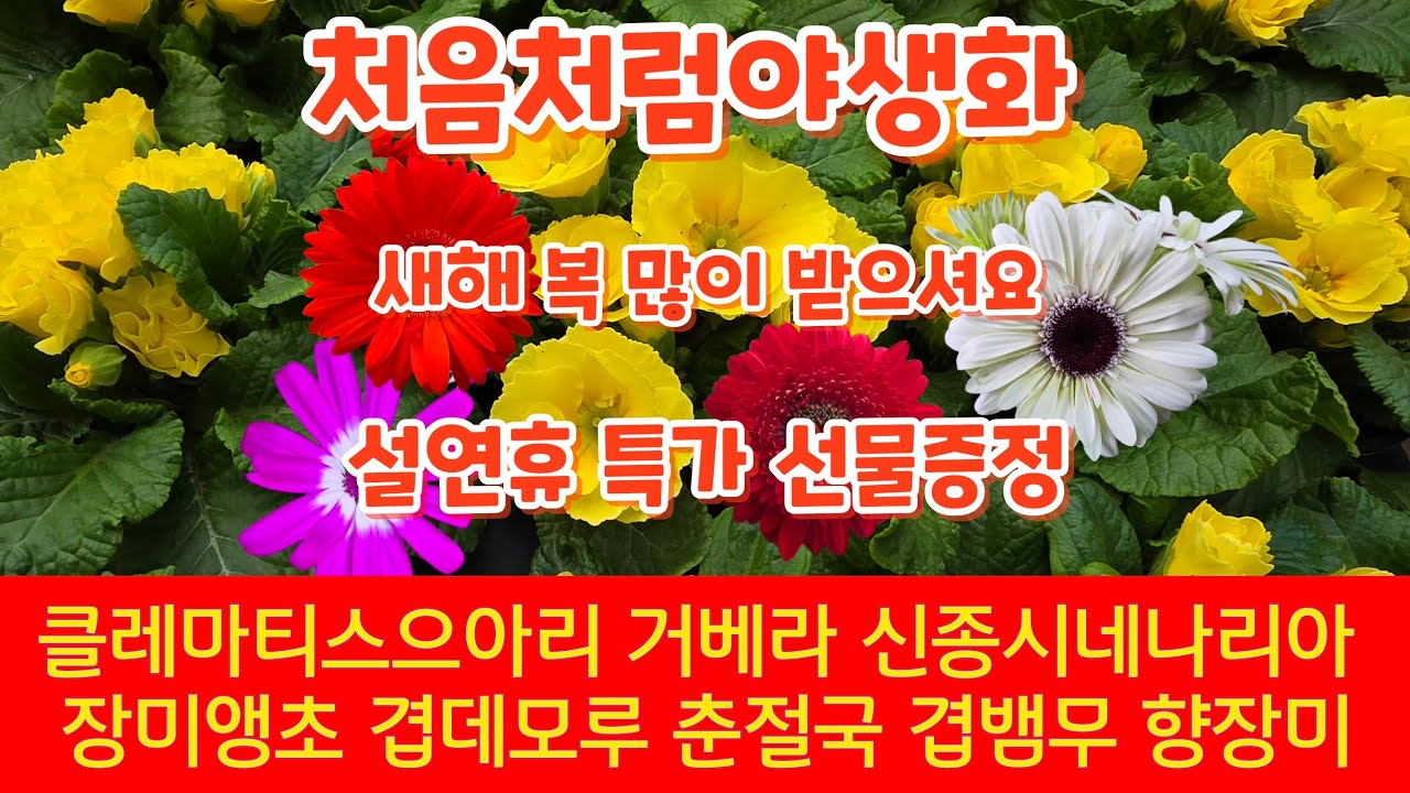 #설명절선물증정#클레마티스으아리#거베라#겹데모루#춘절국#향장미#반려식물#처음처럼야생화