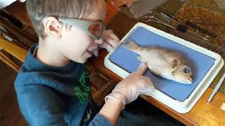 Dissecting a Mexican Perch Part 1
