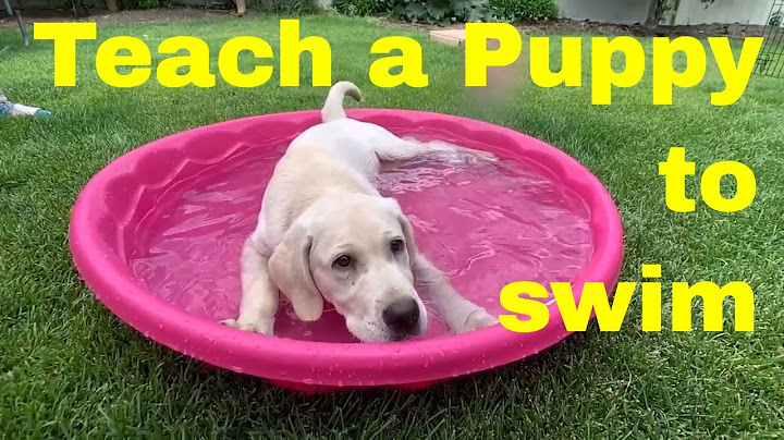 Introducing Lab Puppy to Water the RIGHT Way!