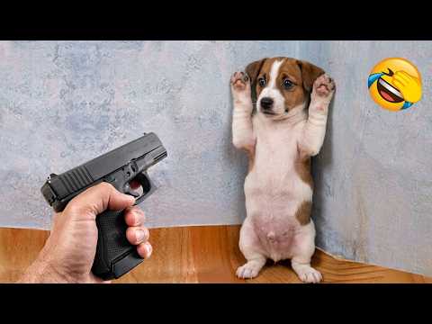 Don't laugh challenge! Ultimate Funny Cats and Dogs😹🐶