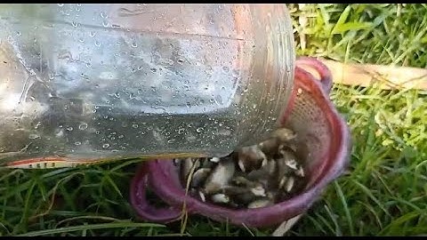 [ How To Make Bottle Fish Trap ] Boy Catch Fish With Plastic Bottle Fish Trap - Catching Fish