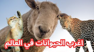 أغرب الحيوانات في العالم - 5 حيوانات غريبة ومثيرة للاهتمام