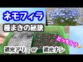 種からネモフィラを育てる方法