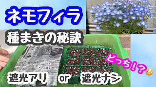 How to Grow Nemophila from Seeds