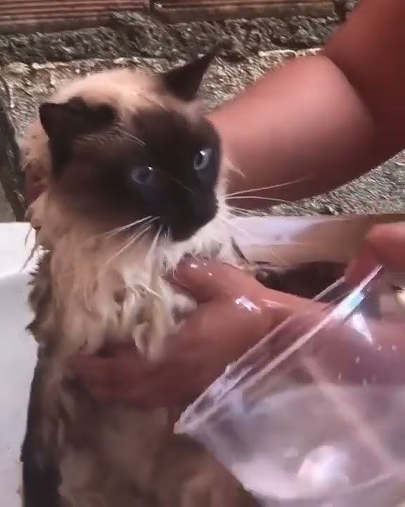 Gato falando magoou tente não rir 2022😂😂 memes