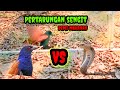 GAWAT❗ INDUK BURUNG BUBUT BERI MAKAN ANAKNYA ULAR KOBRA BESAR  PERTARUNG SENGIT BUBUT DAN COBRA
