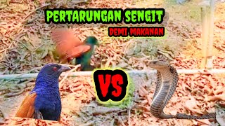 GAWAT❗ INDUK BURUNG BUBUT BERI MAKAN ANAKNYA ULAR KOBRA BESAR  PERTARUNG SENGIT BUBUT DAN COBRA