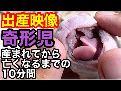 【出産映像】産後わずか10分で亡くなったフレブルの奇形児