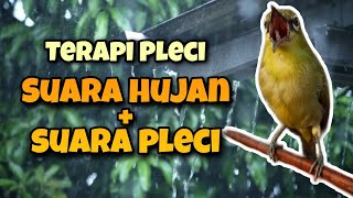 Terapi Relaksasi Pleci, Suara Hujan \u0026 Suara Pleci