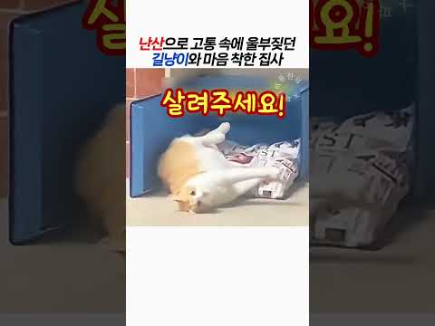난산으로 고통 속에 울부짖던 길냥이와 마음 착한 집사 thumbnail