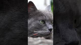 Cat Whiskers #s #shortvideo