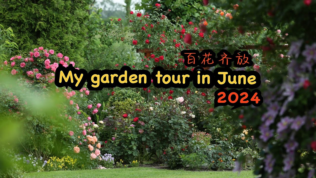 美丽六月花开盛宴 /Schöner Garten im Juni/成千上万朵月季盛开/我的花园/12.06.2024