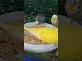 #shortvideo #budgiesparrots #lovebirds #cockatiel #budgies #finchbird #birds #shprts #shorts