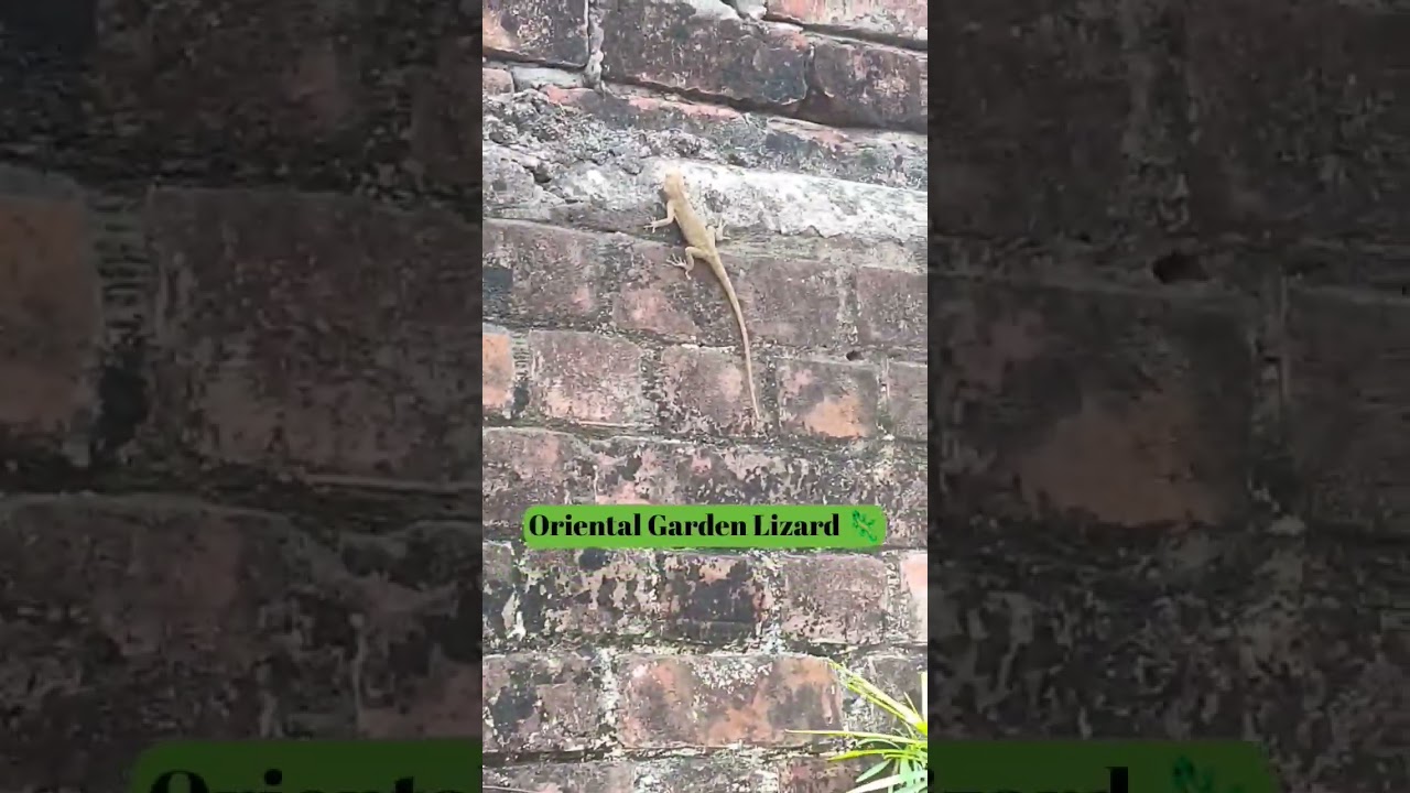 Garden Lizard 🦎 Par Experiment 🔥 