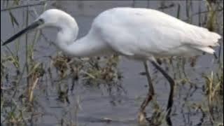 Tiếng cò trắng gọi bầy / cò mồi 2021