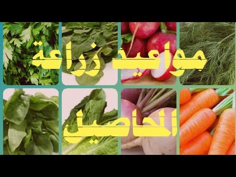 مواعيد زراعة المحاصيل الزراعية لهواة الزراعه المنزليه ج1 Date Of Cultivation Youtube