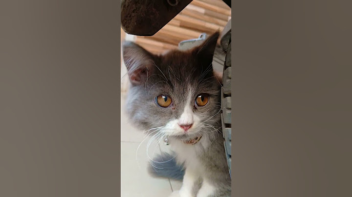 Wait For The Last One Meow ~ Cute kitten viral video shorts #shorts #youtubeshorts