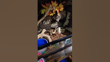 #shorts #snake #reptiles #animals #ballpython #ballpythonfeeding #subscribe #shortvideo #shortfeed