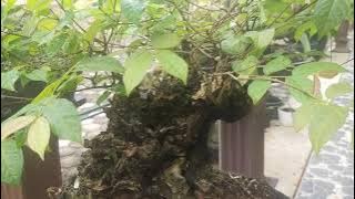 Bonsai Melati Jumbo
