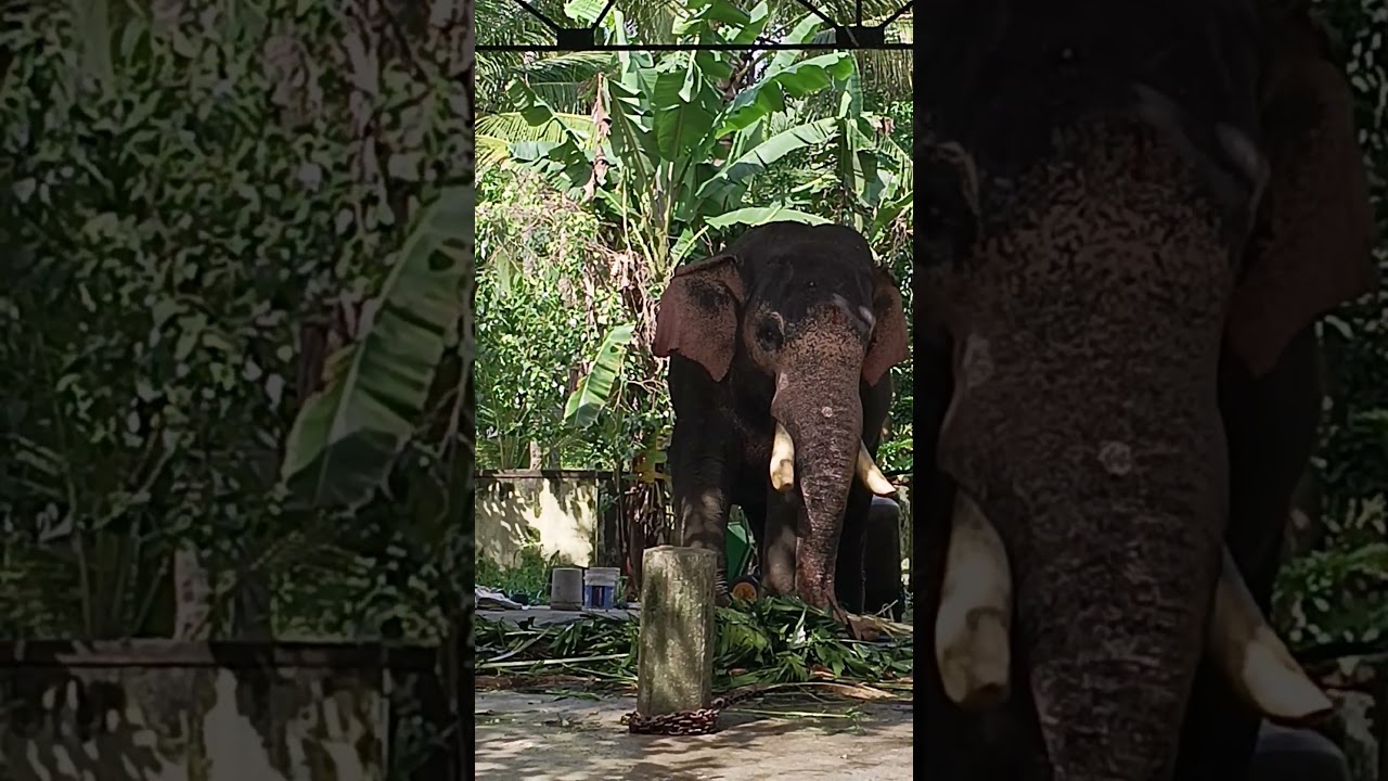 ആന പിടി വിടാതെയുള്ള നിൽപ്പ് കണ്ടോ 😱😱🐘 #shortsfeed #shoorts #viral #viral